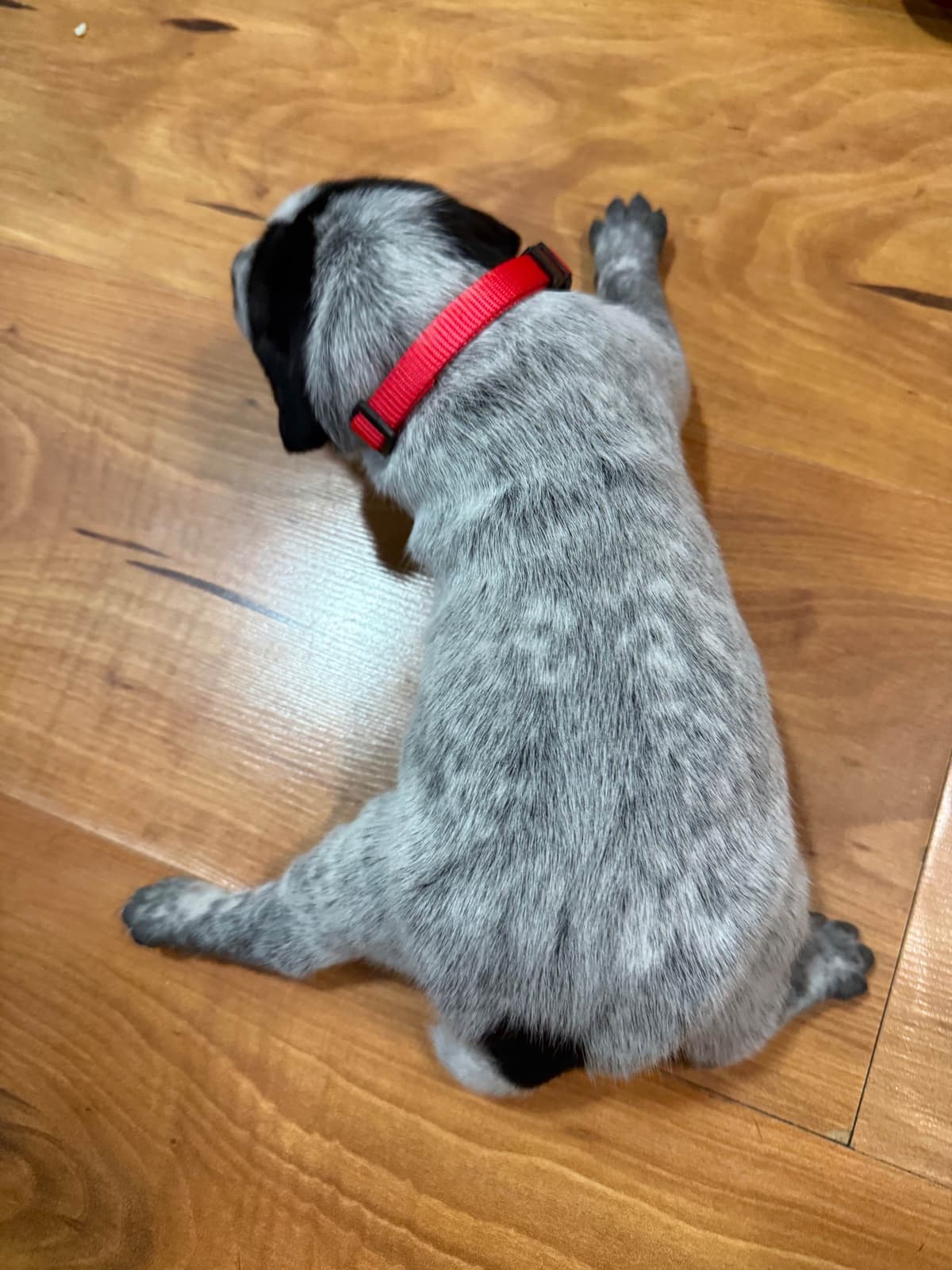 German Shorthaired Pointer Puppies breeder image 4