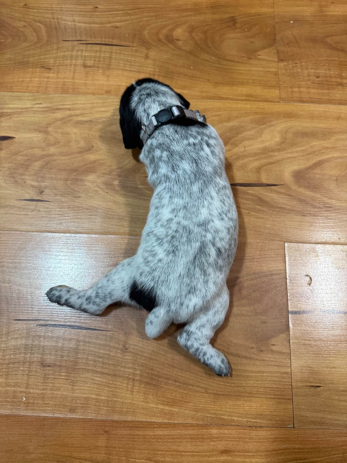 German Shorthaired Pointer Puppies breeder image 5