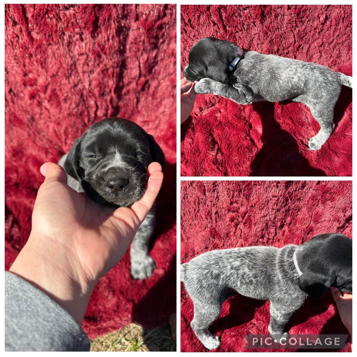 German Shorthaired Pointer Puppies breeder image 7