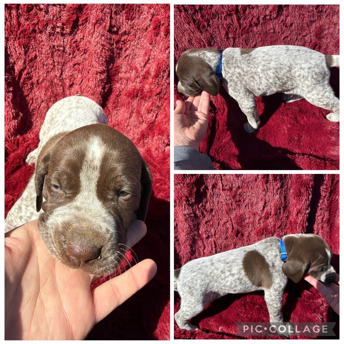 German Shorthaired Pointer Puppies breeder image 8