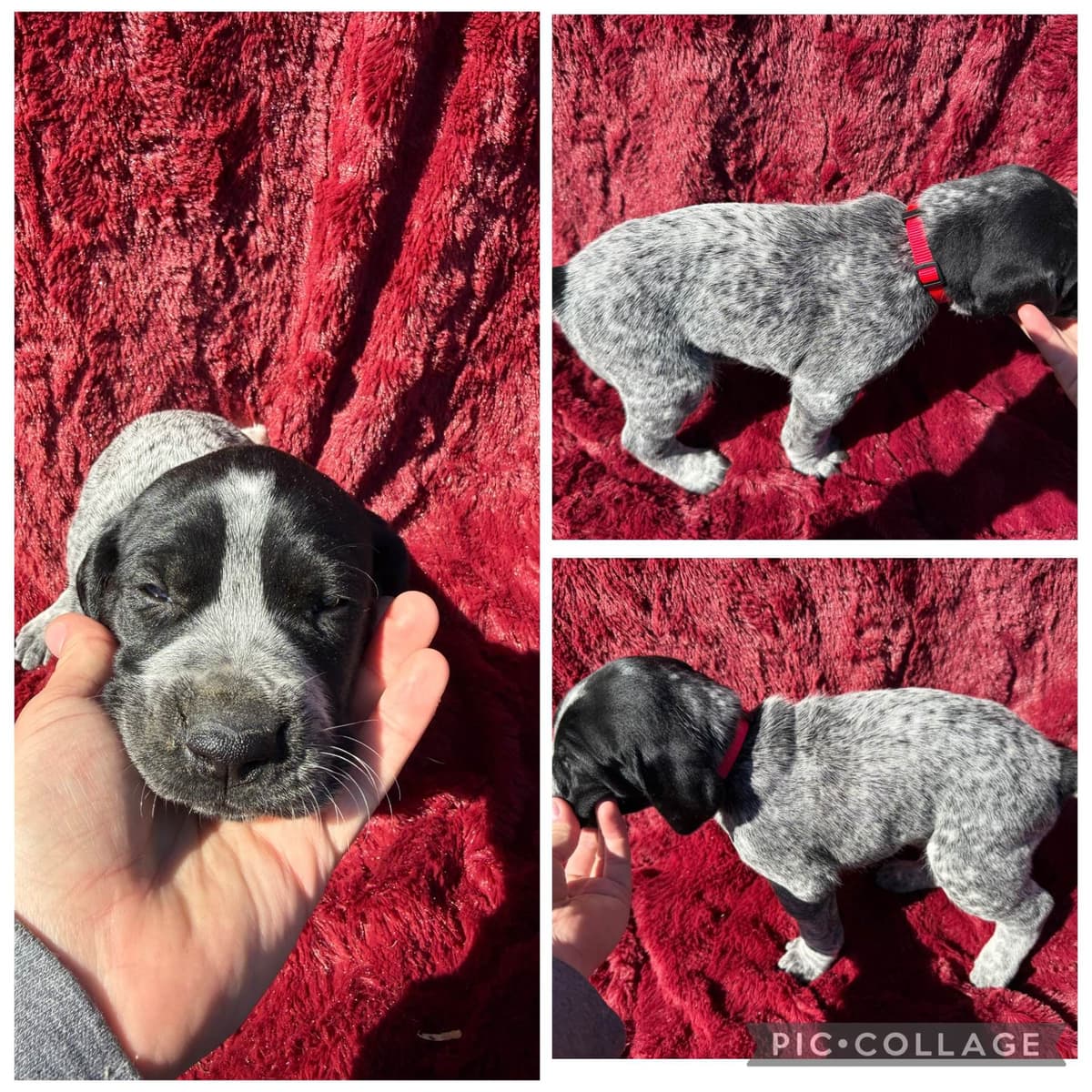 German Shorthaired Pointer Puppies breeder image 9