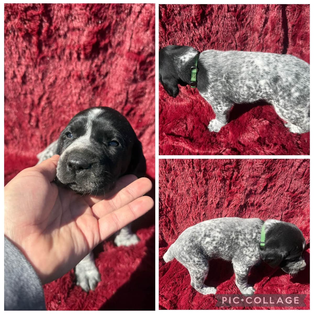 German Shorthaired Pointer Puppies breeder image 10
