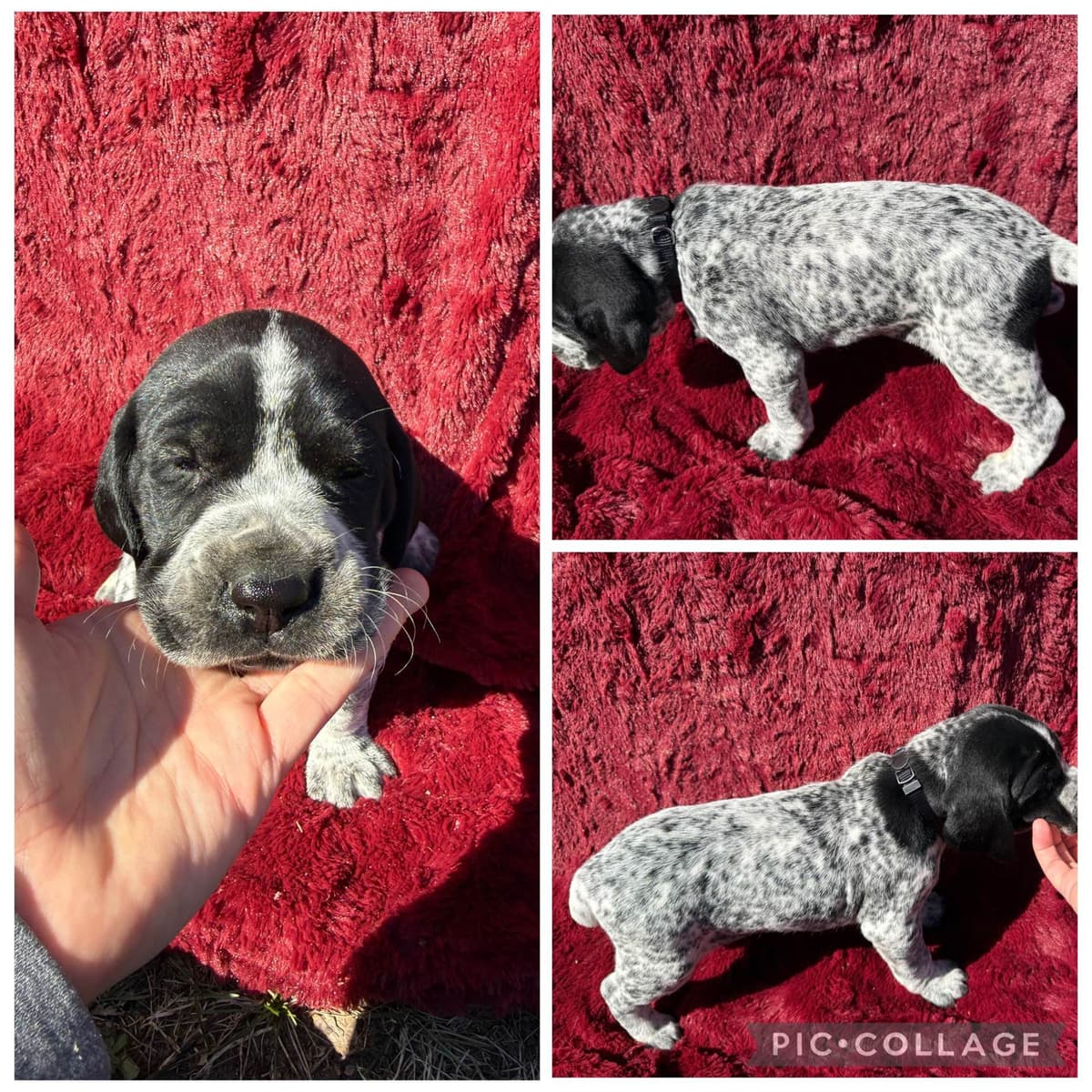 German Shorthaired Pointer Puppies breeder image 11