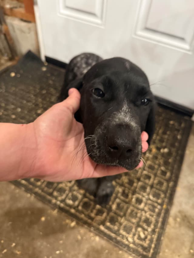 German Shorthaired Pointer Puppies media 2