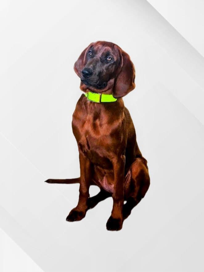 Redbone Coonhound Puppies breeder image 2