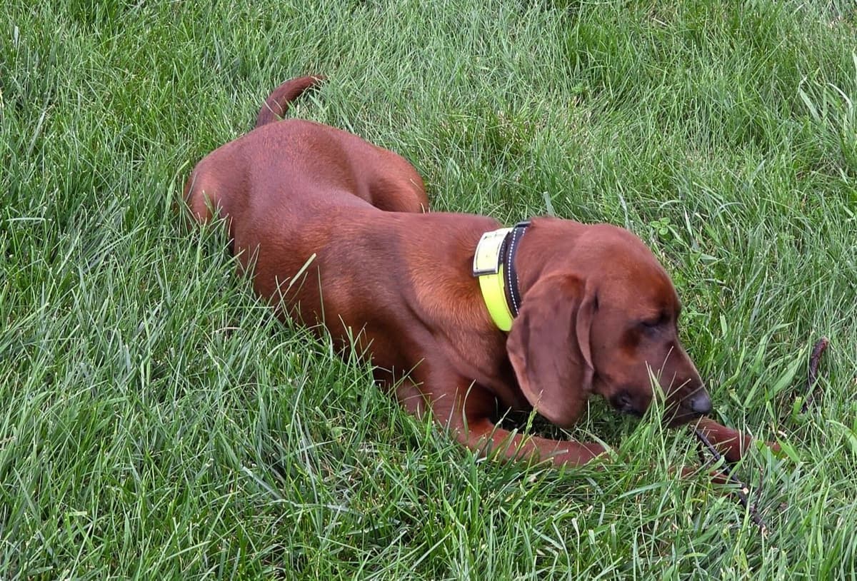 Redbone Coonhound Puppies breeder image 3