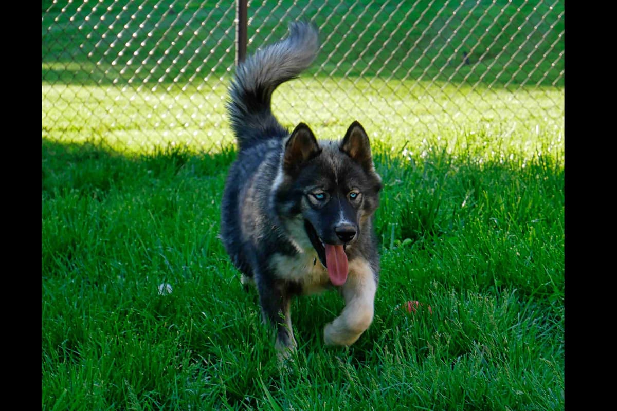 The Siberian Empire - Siberian Husky Puppies breeder image 2