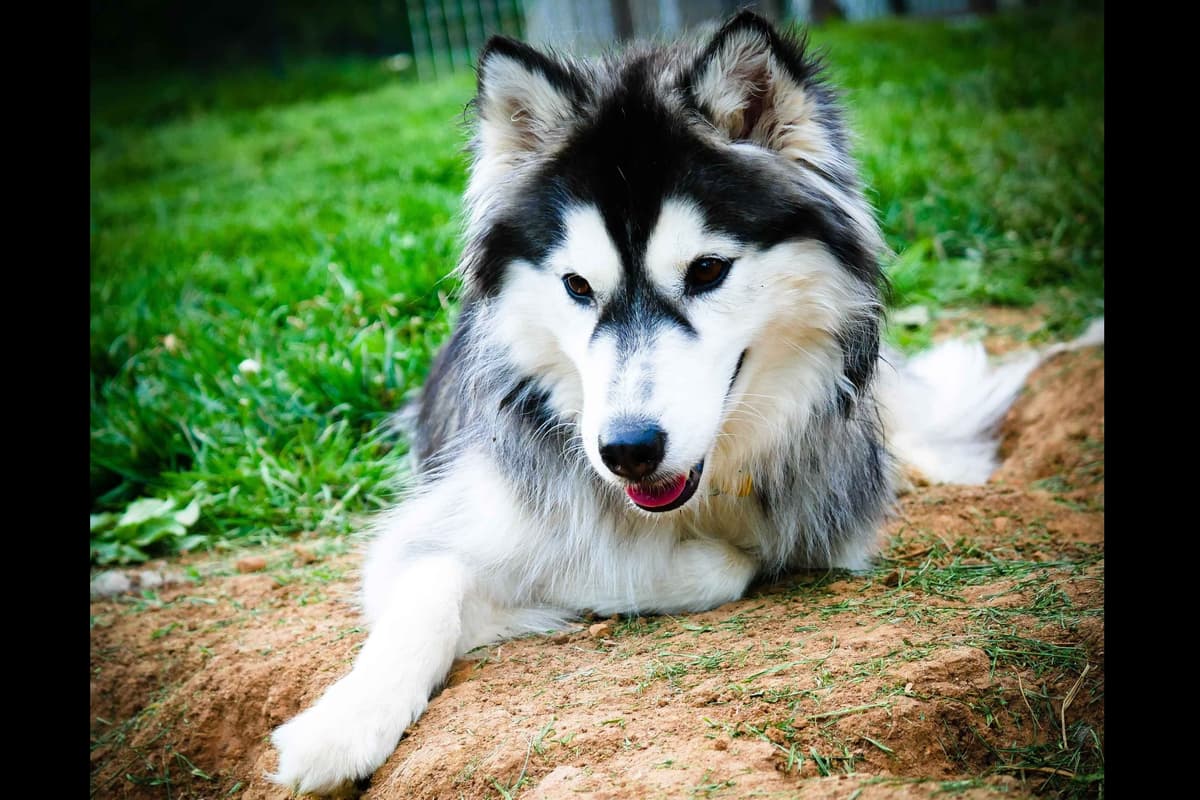 The Siberian Empire - Siberian Husky Puppies breeder image 4