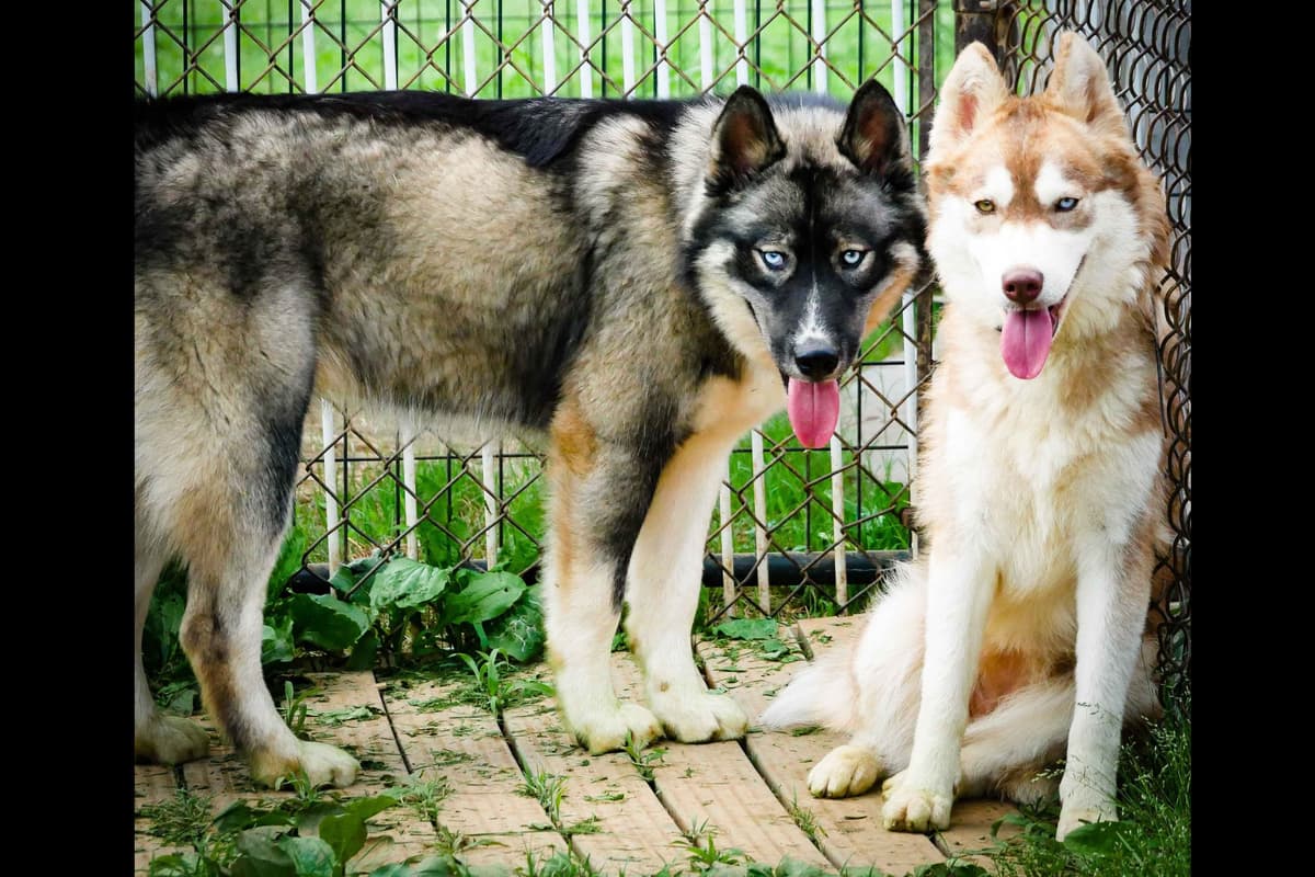 The Siberian Empire - Siberian Husky Puppies breeder image 1