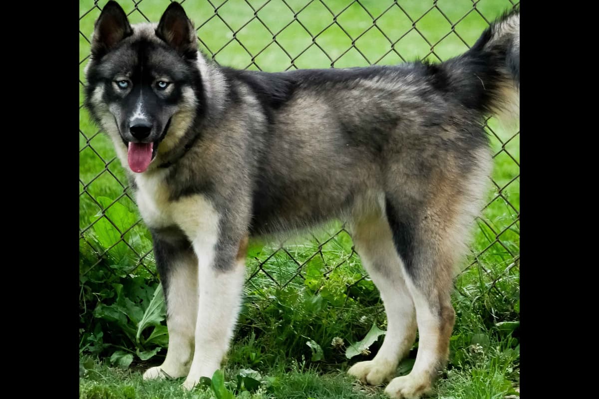 The Siberian Empire - Siberian Husky Puppies breeder image 5