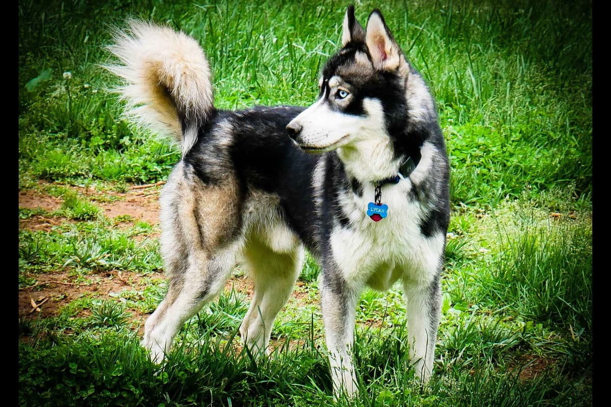 The Siberian Empire - Siberian Husky Puppies breeder image 6