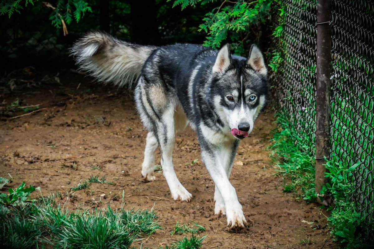 The Siberian Empire - Siberian Husky Puppies breeder image 7