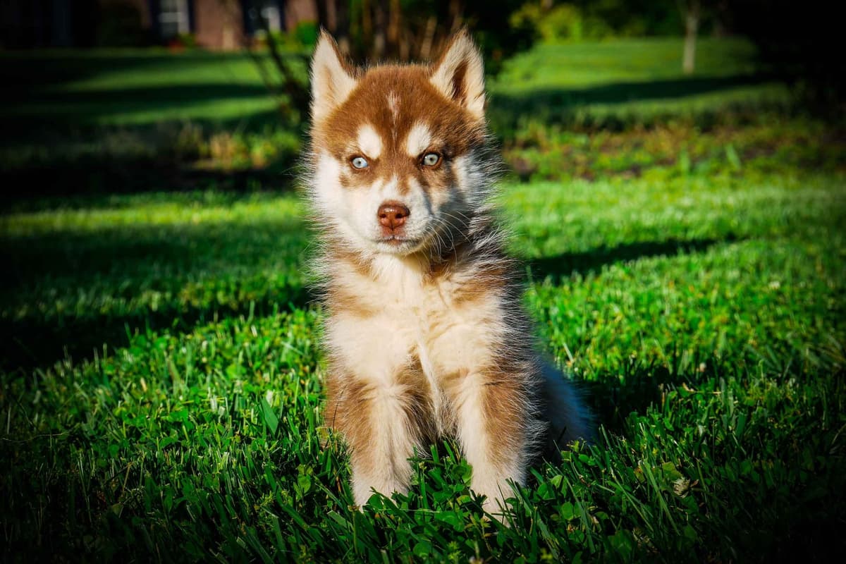 The Siberian Empire - Siberian Husky Puppies breeder image 9