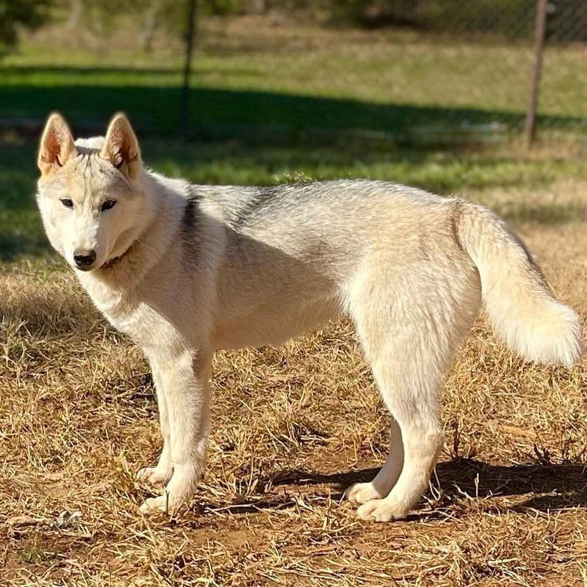 The Siberian Empire - Siberian Husky Puppies breeder image 10