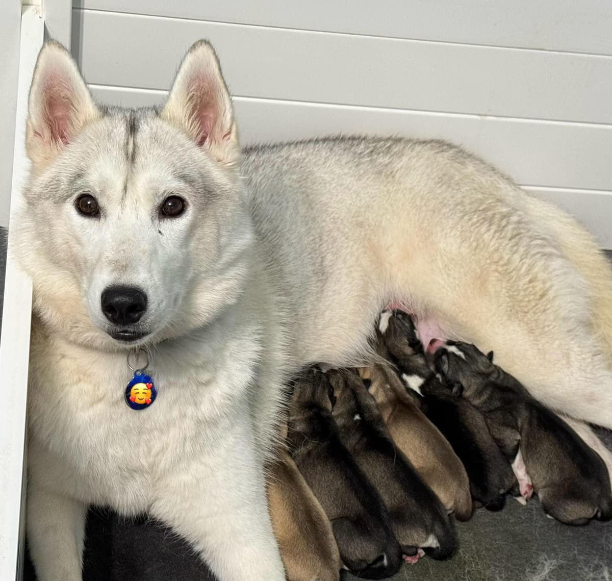 The Siberian Empire - Siberian Husky Puppies breeder image 11