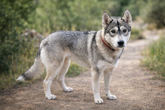The Siberian Empire - Siberian Husky Puppies media 10