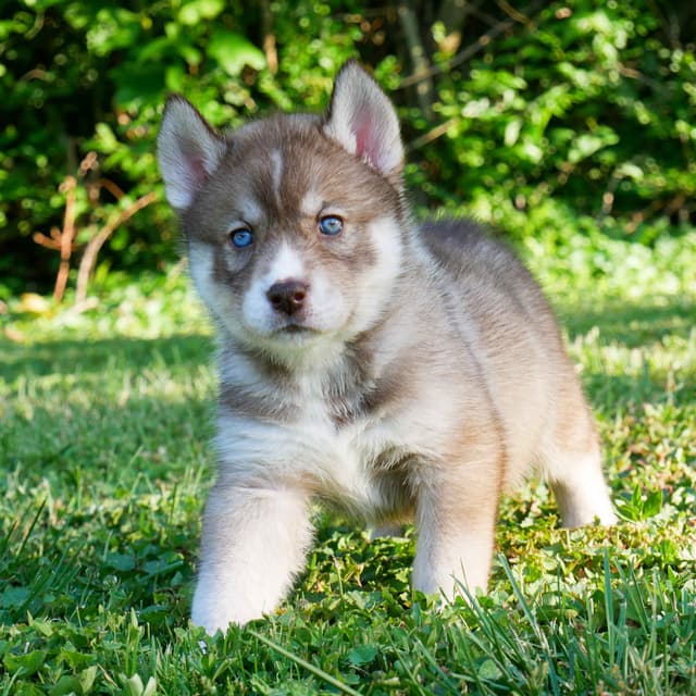 The Siberian Empire - Siberian Husky Puppies media 3