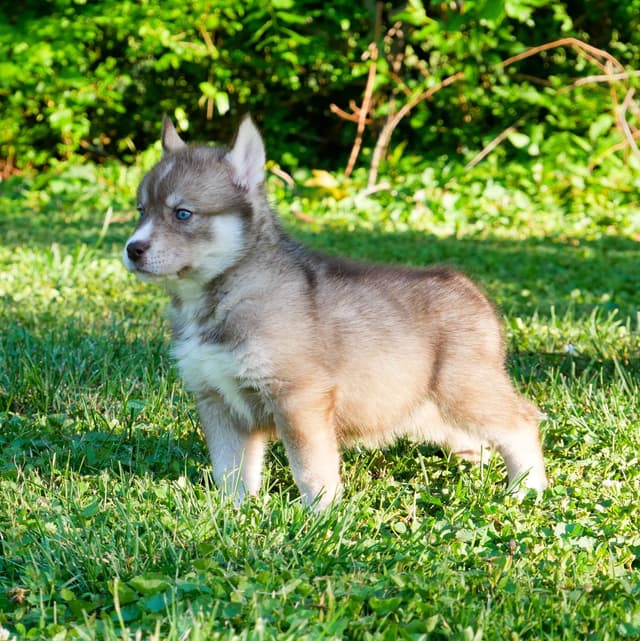 The Siberian Empire - Siberian Husky Puppies media 4