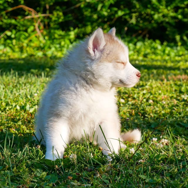 The Siberian Empire - Siberian Husky Puppies media 6