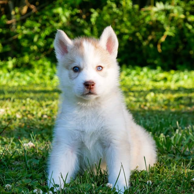 The Siberian Empire - Siberian Husky Puppies media 5