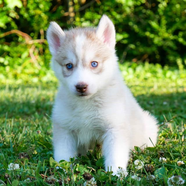 The Siberian Empire - Siberian Husky Puppies media 7