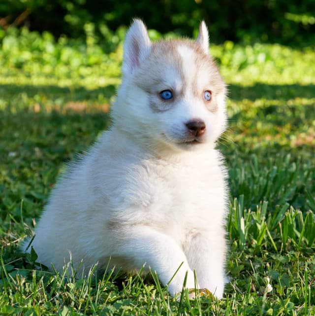 The Siberian Empire - Siberian Husky Puppies media 8