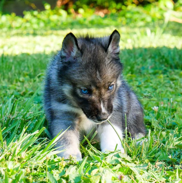 The Siberian Empire - Siberian Husky Puppies media 2