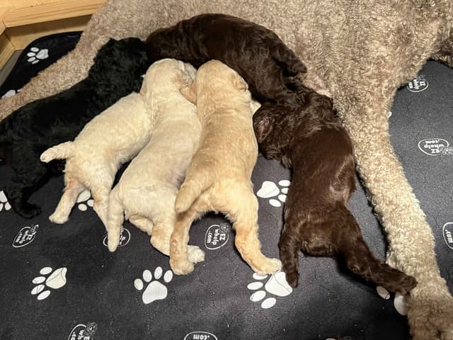 Standard Poodle Puppies - Large media 15