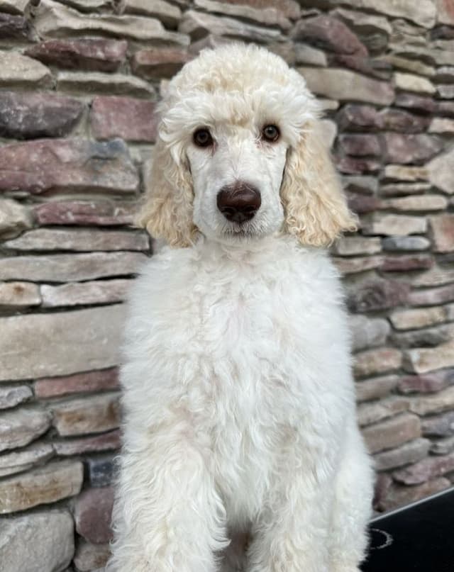 Standard Poodle Puppies - Large media 5