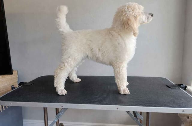 Standard Poodle Puppies - Large media 4