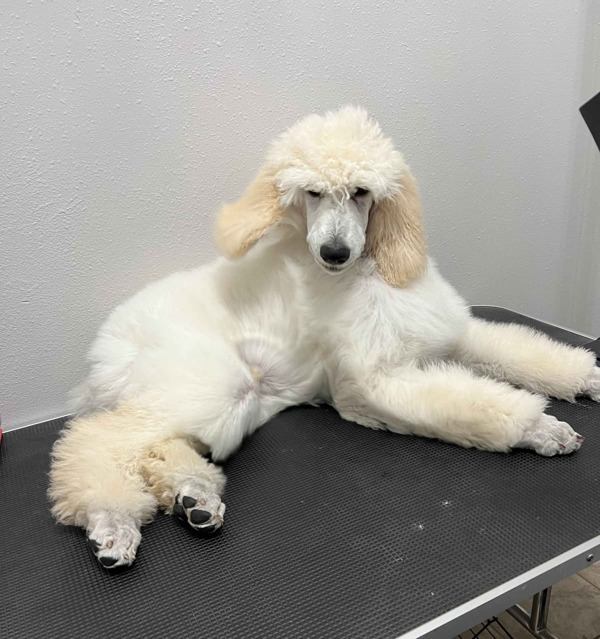 Standard Poodle Puppies - Large breeder image 3