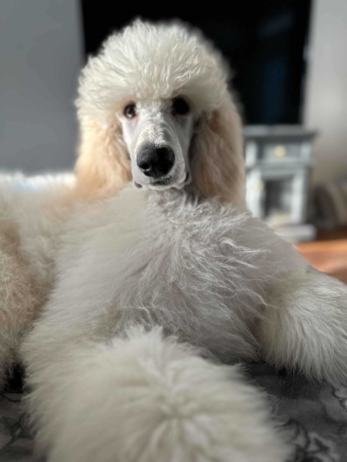 Standard Poodle Puppies - Large breeder image 6