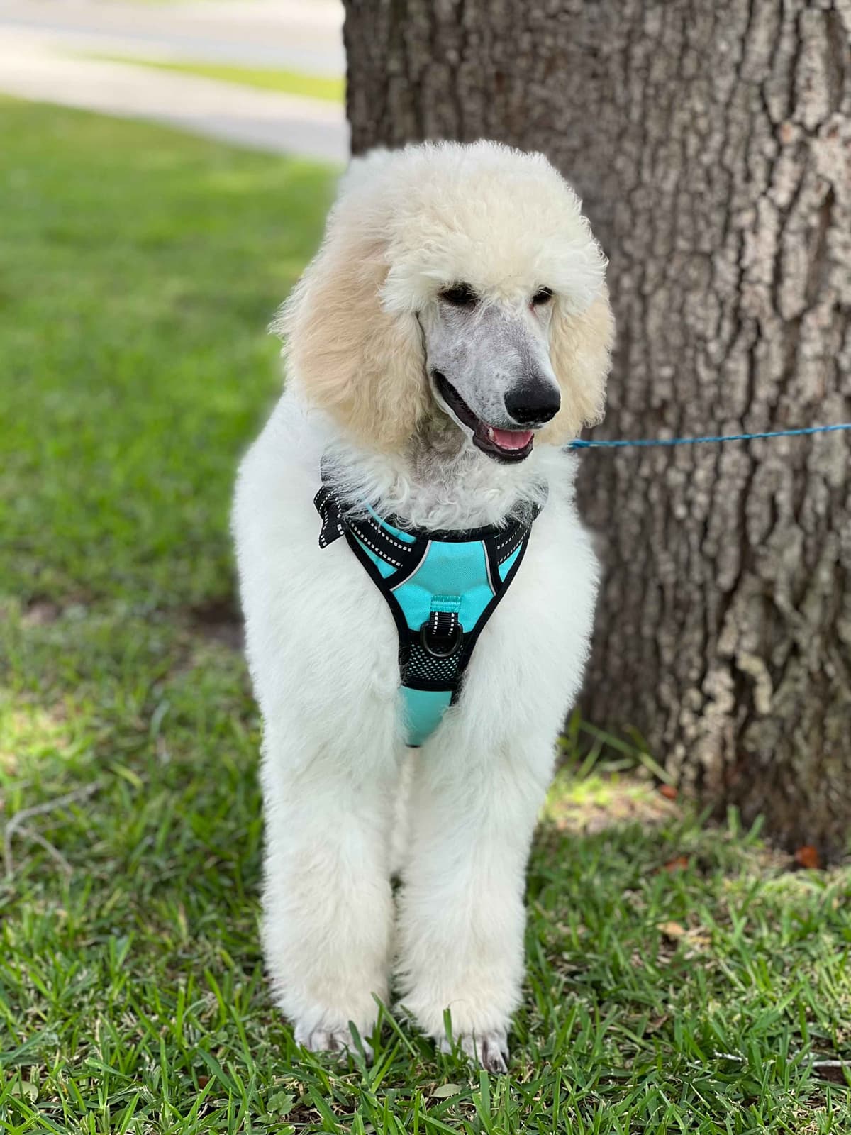 Standard Poodle Puppies - Large breeder image 2