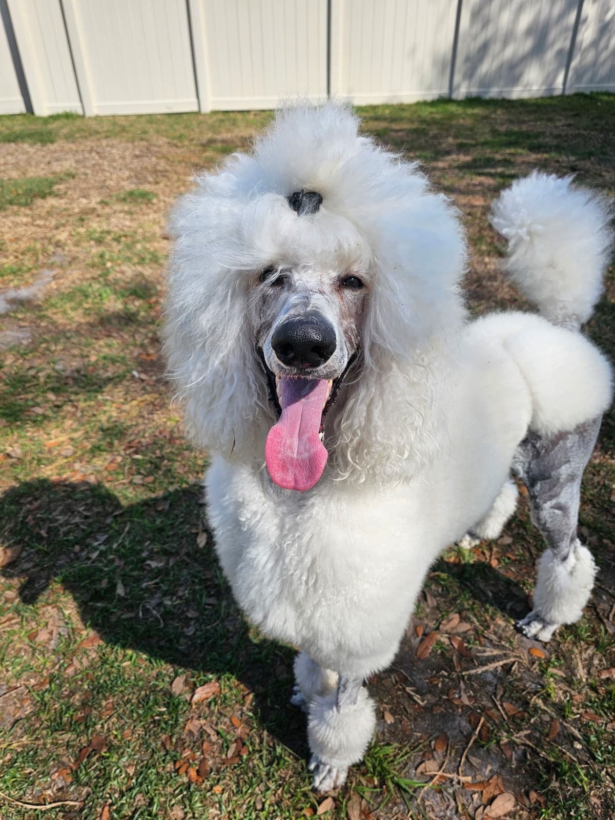Standard Poodle Puppies - Large breeder image 9