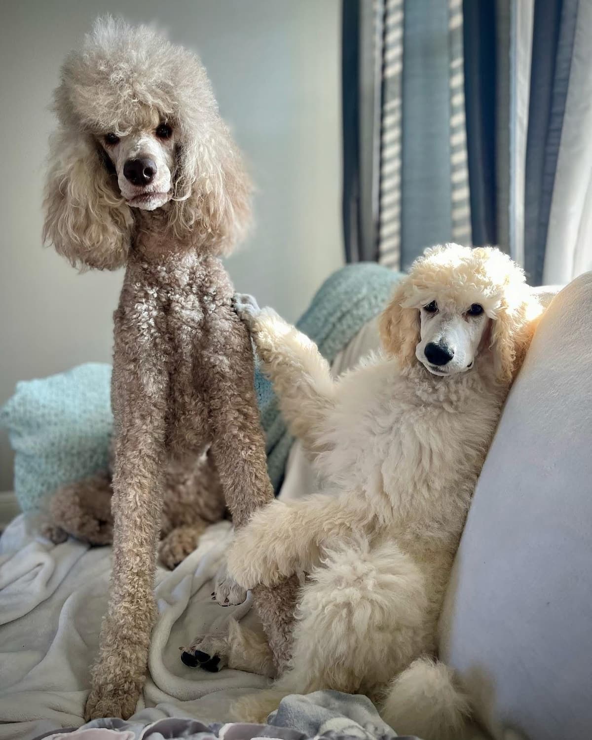 Standard Poodle Puppies - Large breeder image 8