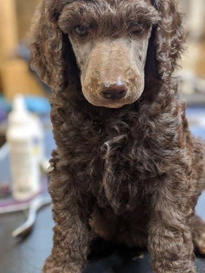 Standard Poodle Puppies - Large breeder image 10