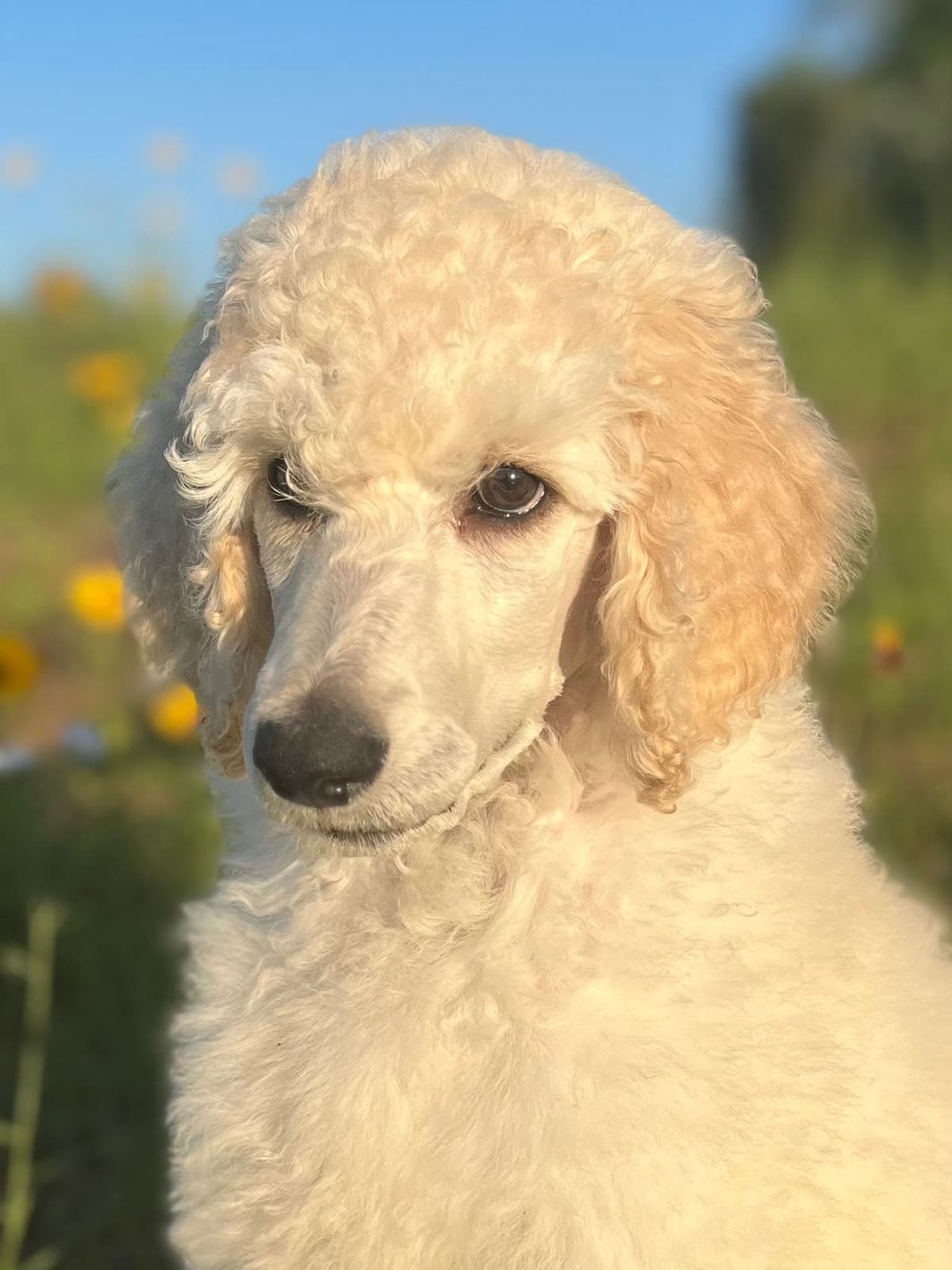Standard Poodle Puppies - Large breeder image 11