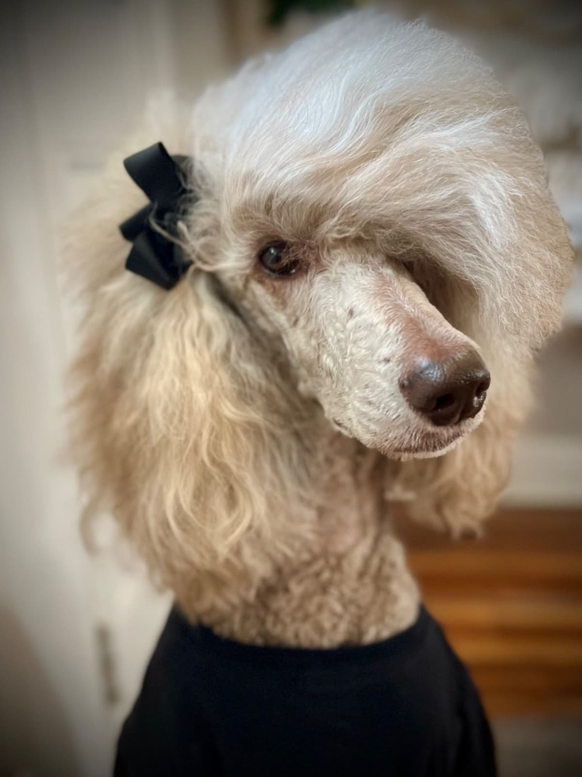 Standard Poodle Puppies - Large breeder image 19