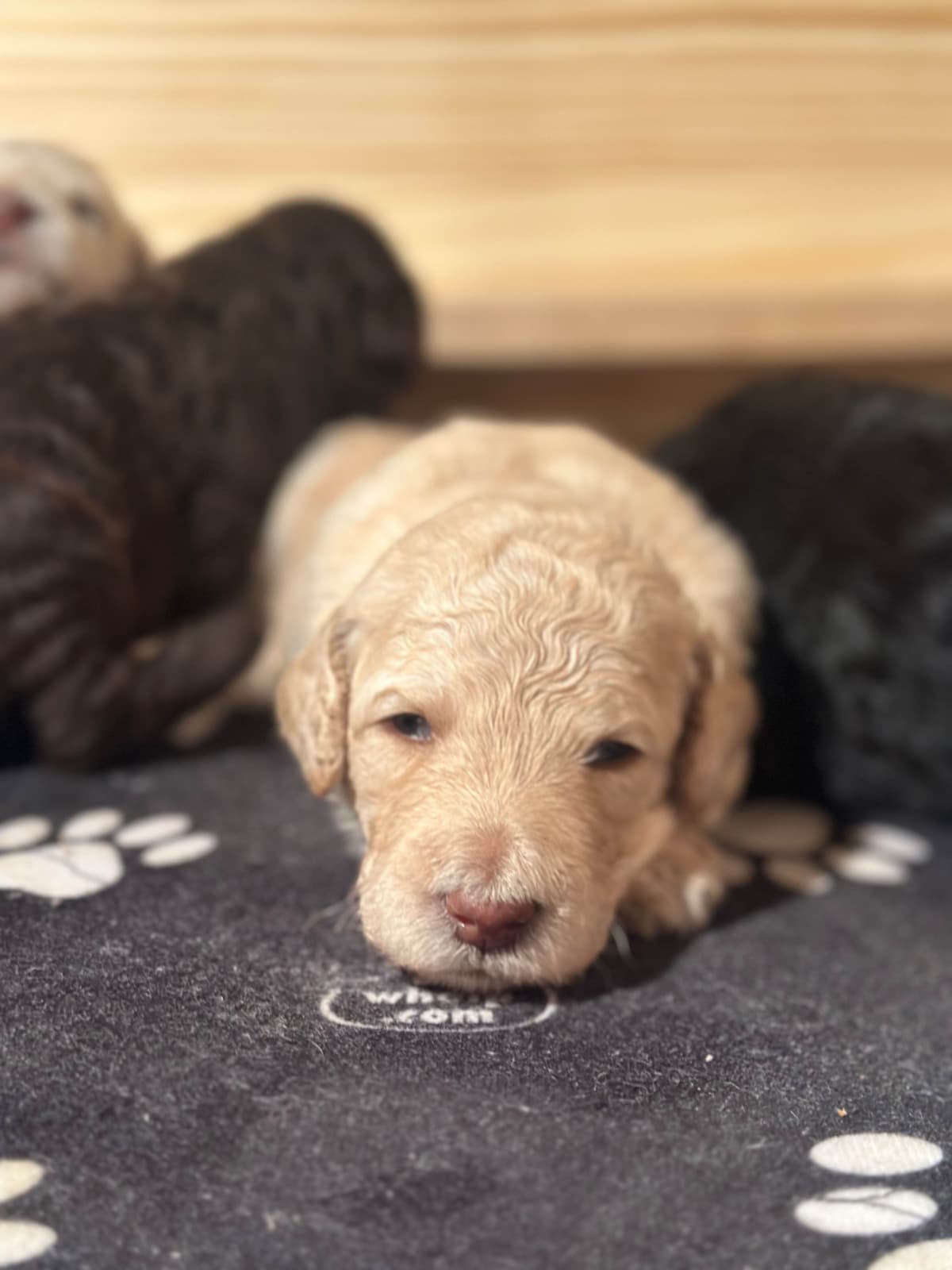 Standard Poodle Puppies - Large breeder image 13
