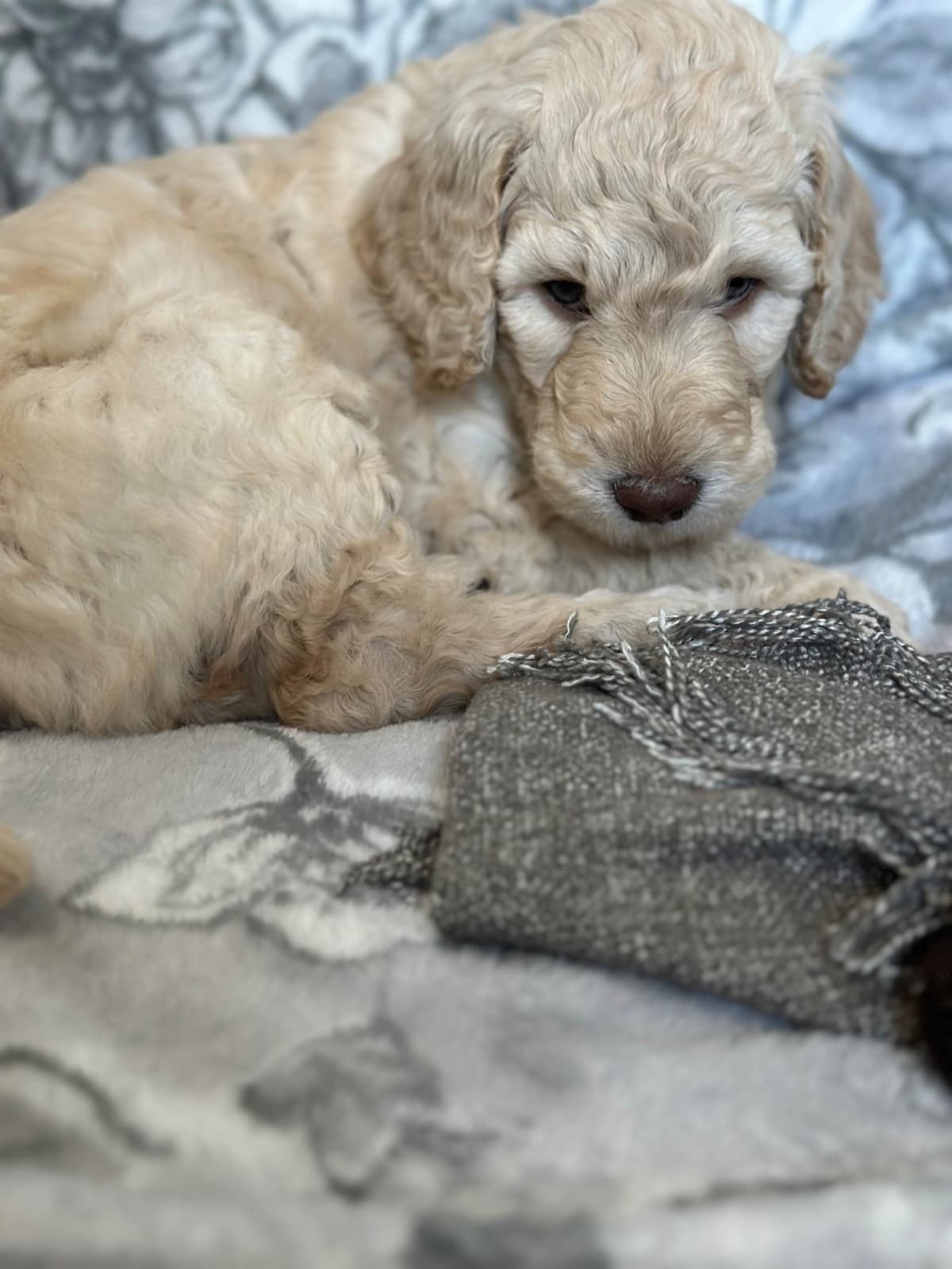 Standard Poodle Puppies - Large breeder image 14