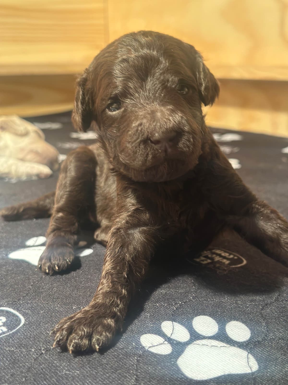 Standard Poodle Puppies - Large breeder image 15
