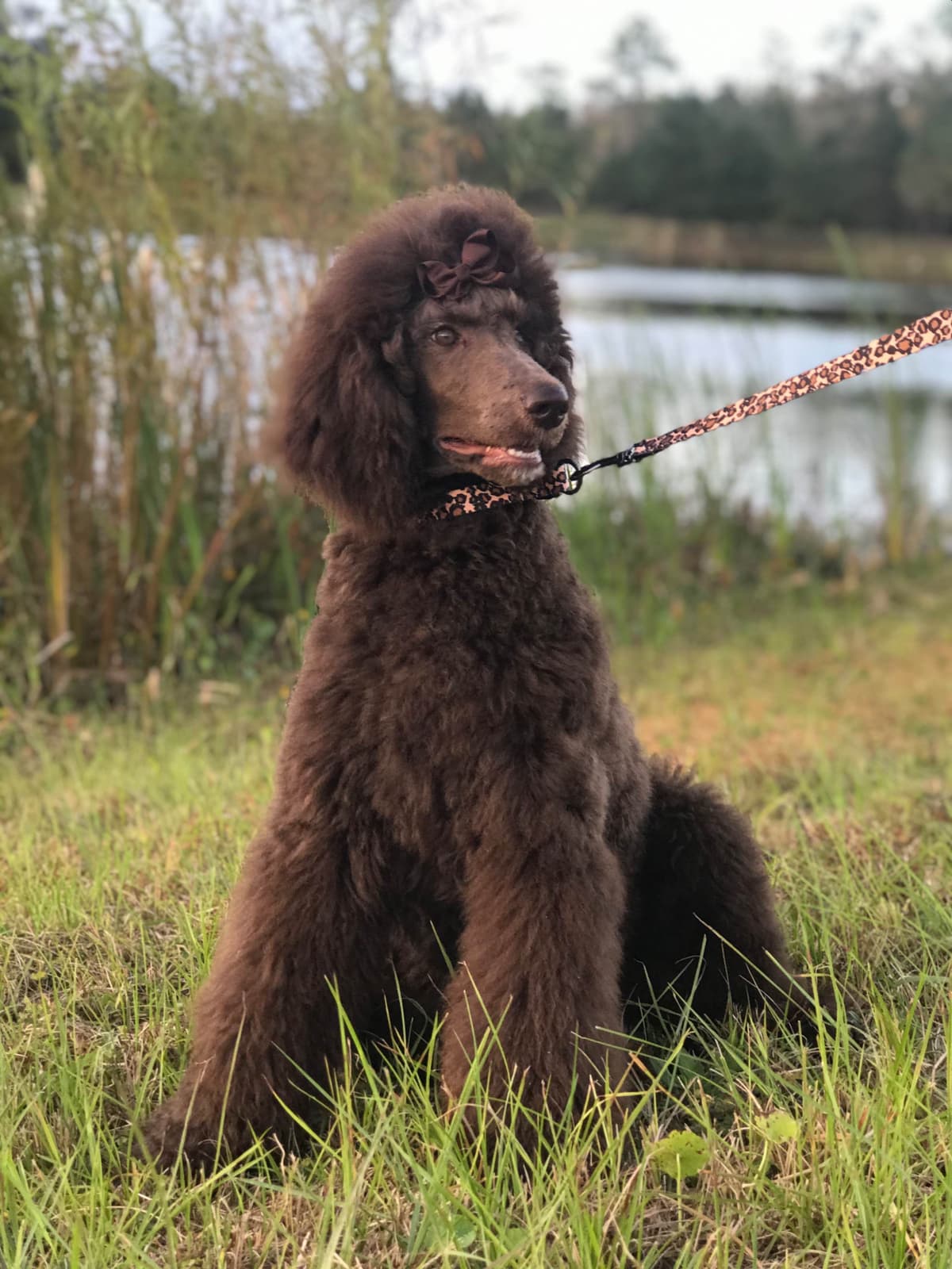 Standard Poodle Puppies - Large breeder image 21