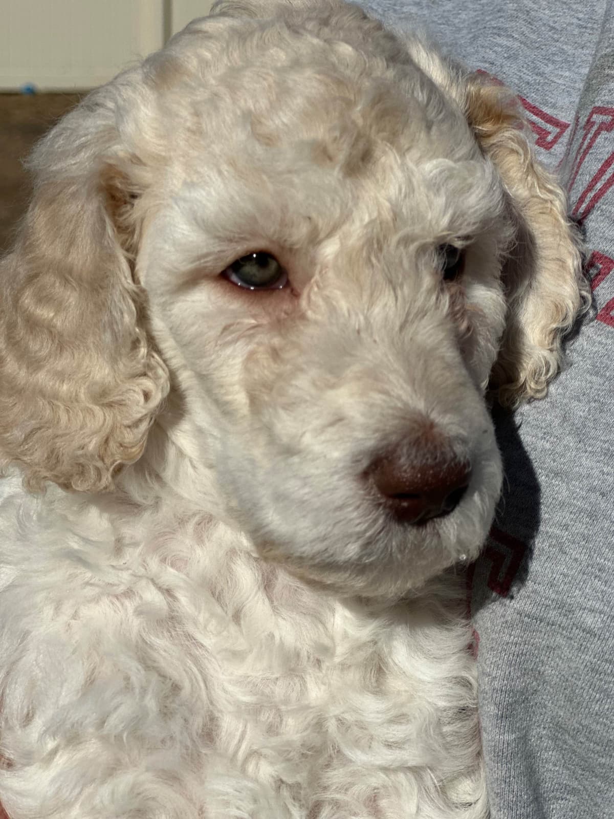 Standard Poodle Puppies - Large breeder image 17