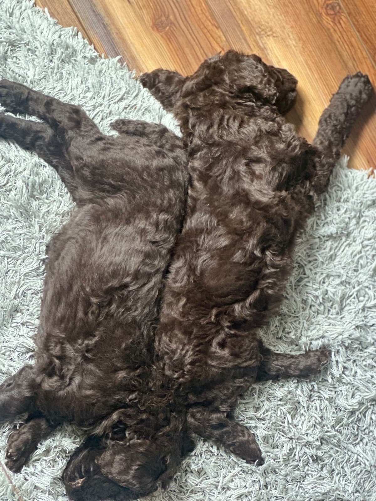 Standard Poodle Puppies - Large breeder image 18