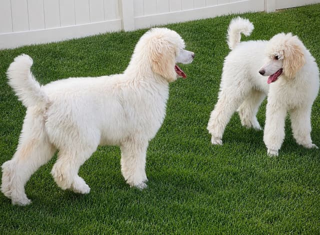 Standard Poodle Puppies - Large media 2
