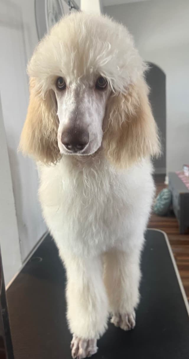 Standard Poodle Puppies - Large media 6
