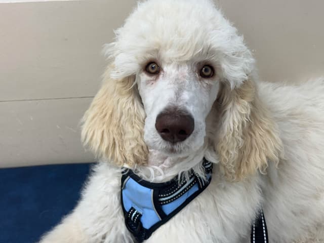 Standard Poodle Puppies - Large media 9