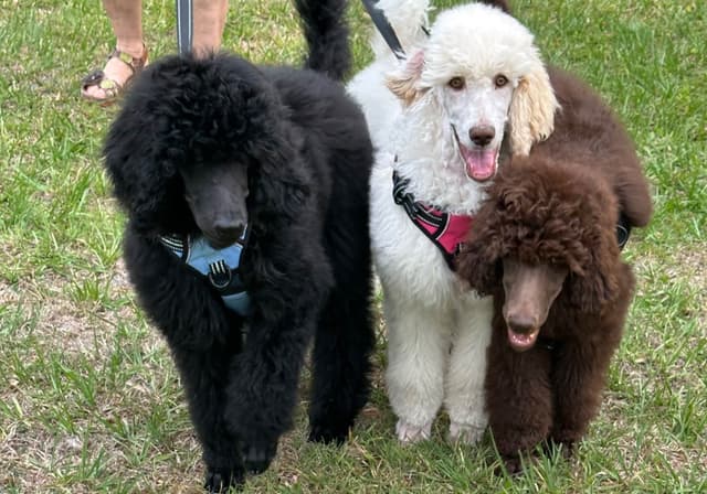 Standard Poodle Puppies - Large media 12