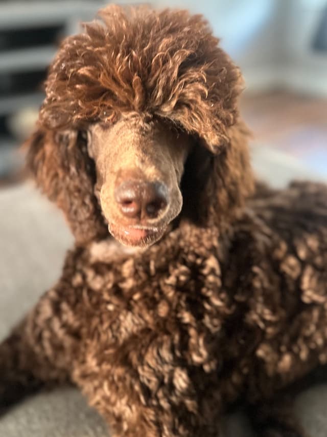 Standard Poodle Puppies - Large media 13