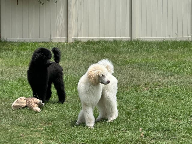 Standard Poodle Puppies - Large media 17